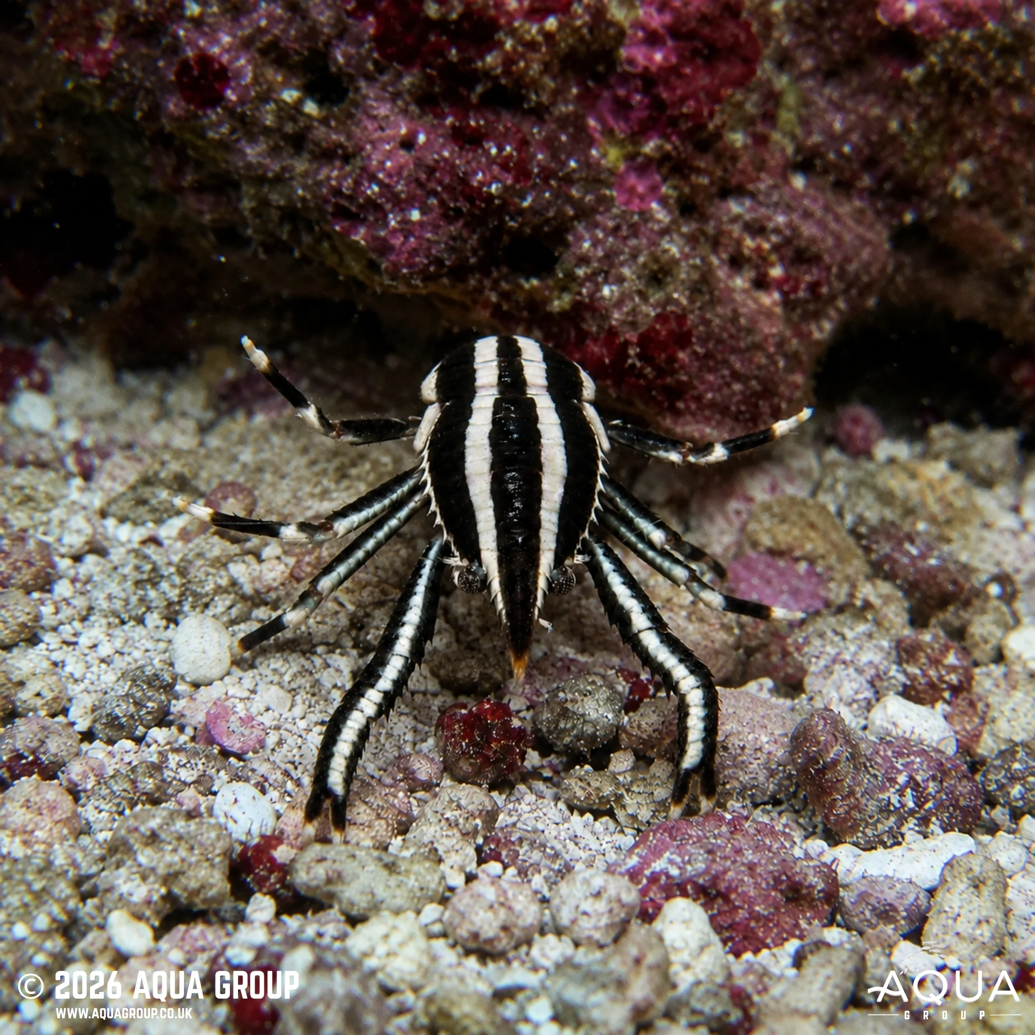 Squat Lobster - Allogalathea elegans