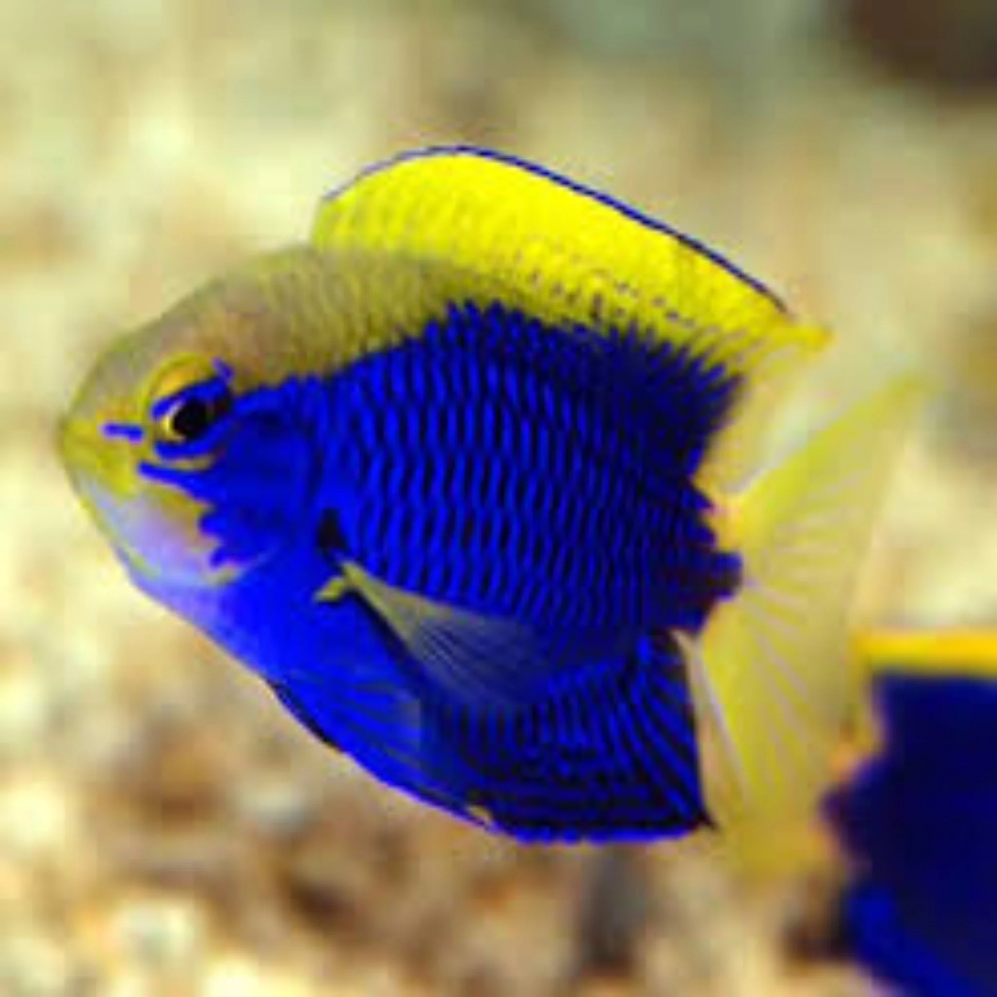 Starcki Damsel - Chrysiptera starcki