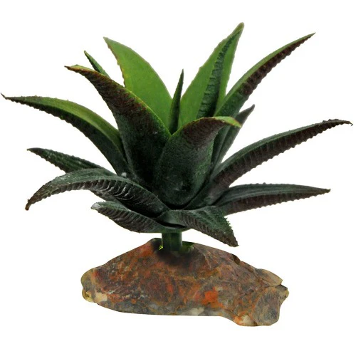 Lucky Reptile Succulent Small
