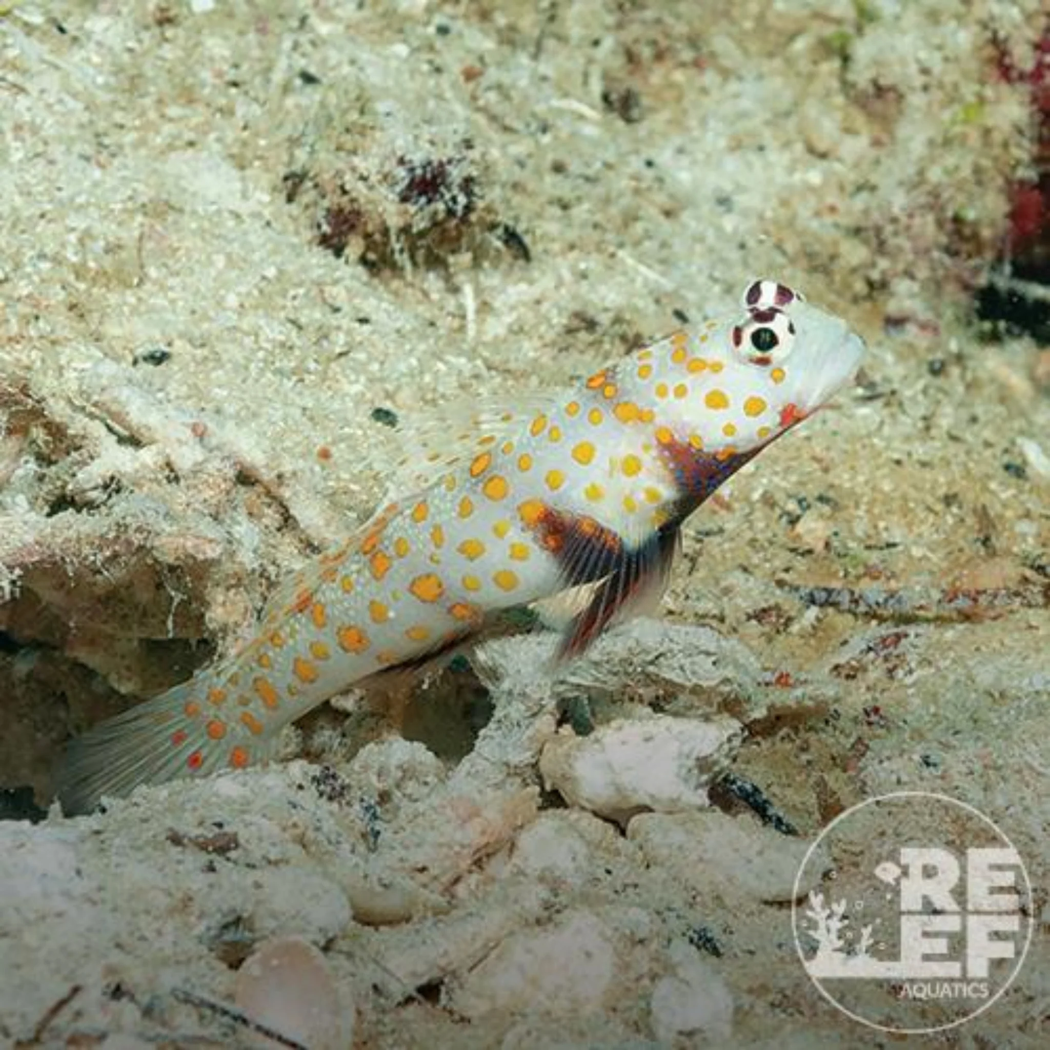 Orange spot tiger Goby - Amblyeleotris guttata