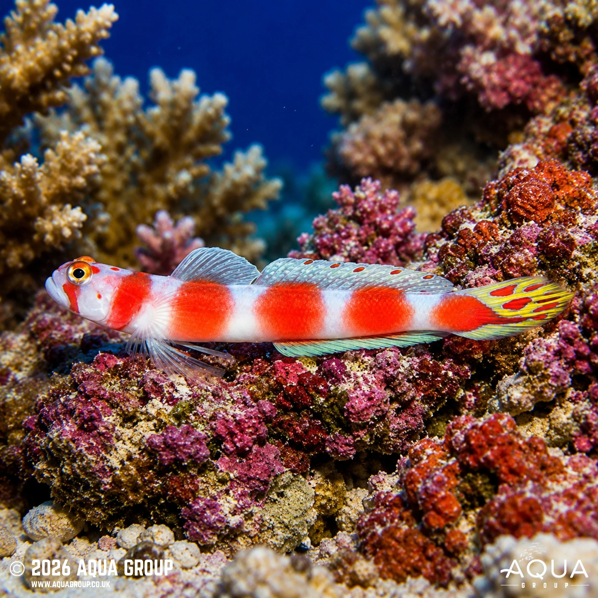 Suntail Goby - Ambyeleotris aurora