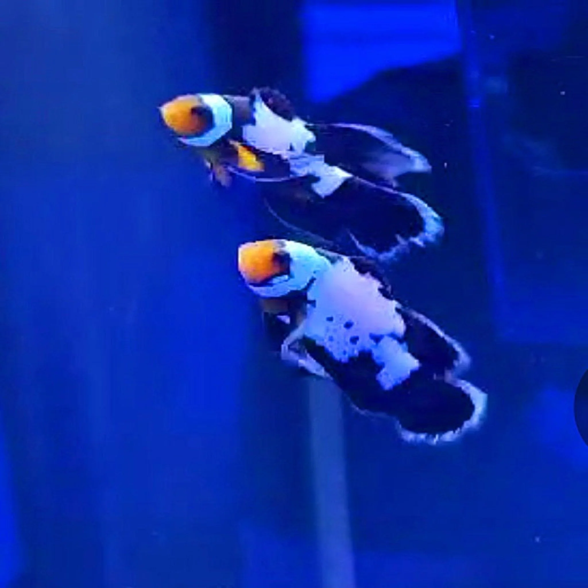 Tank Bred Long finned Clown