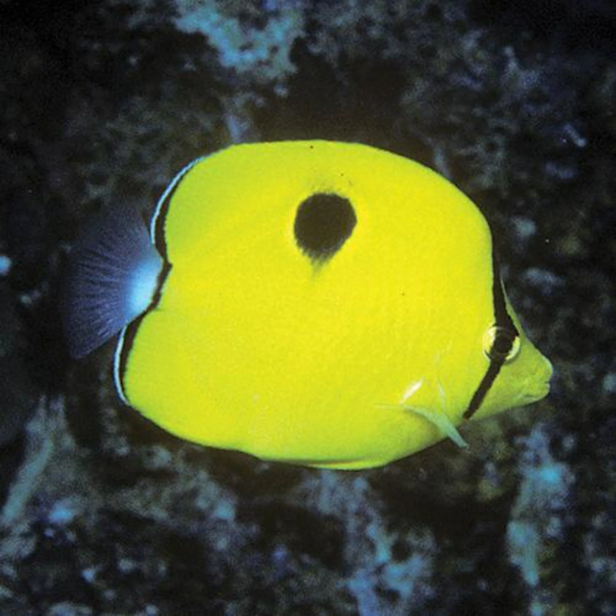 Teardrop Butterfly - West Ind Ocean