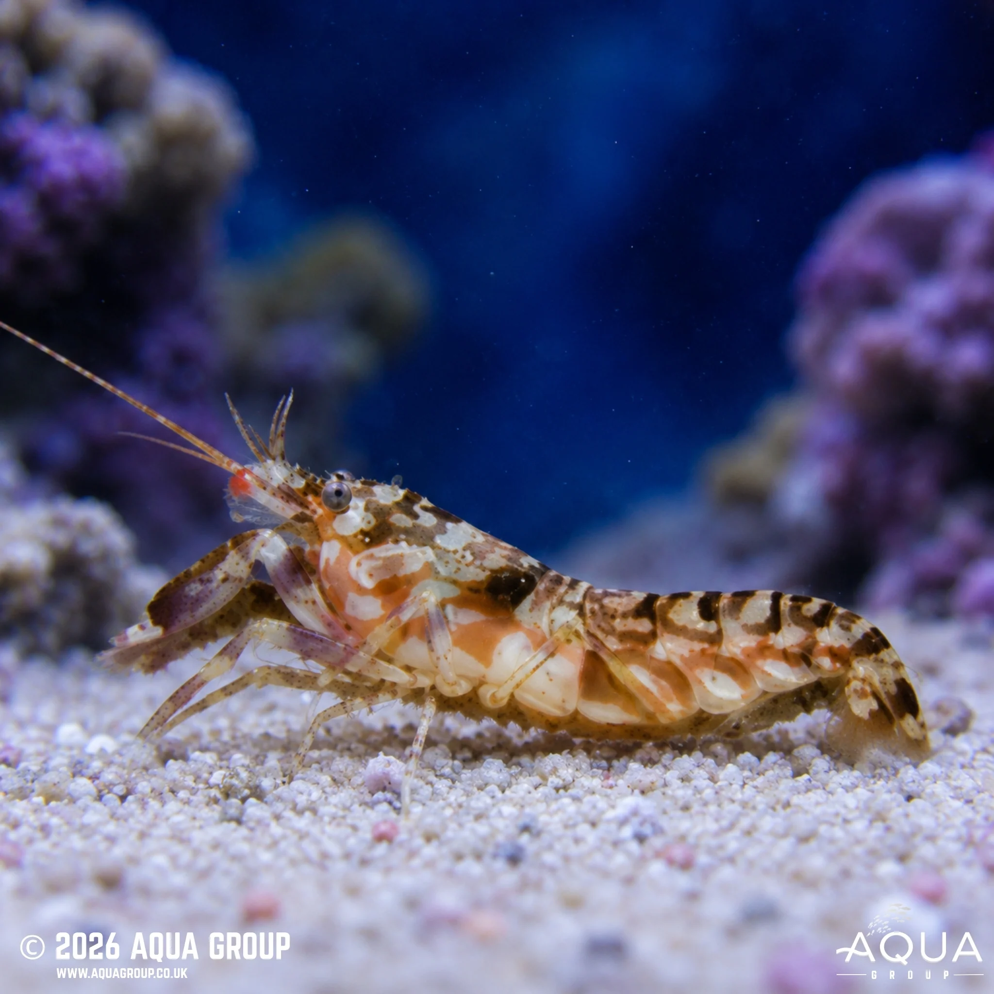 Tiger Pistol Shrimp - Alpheus bellulus