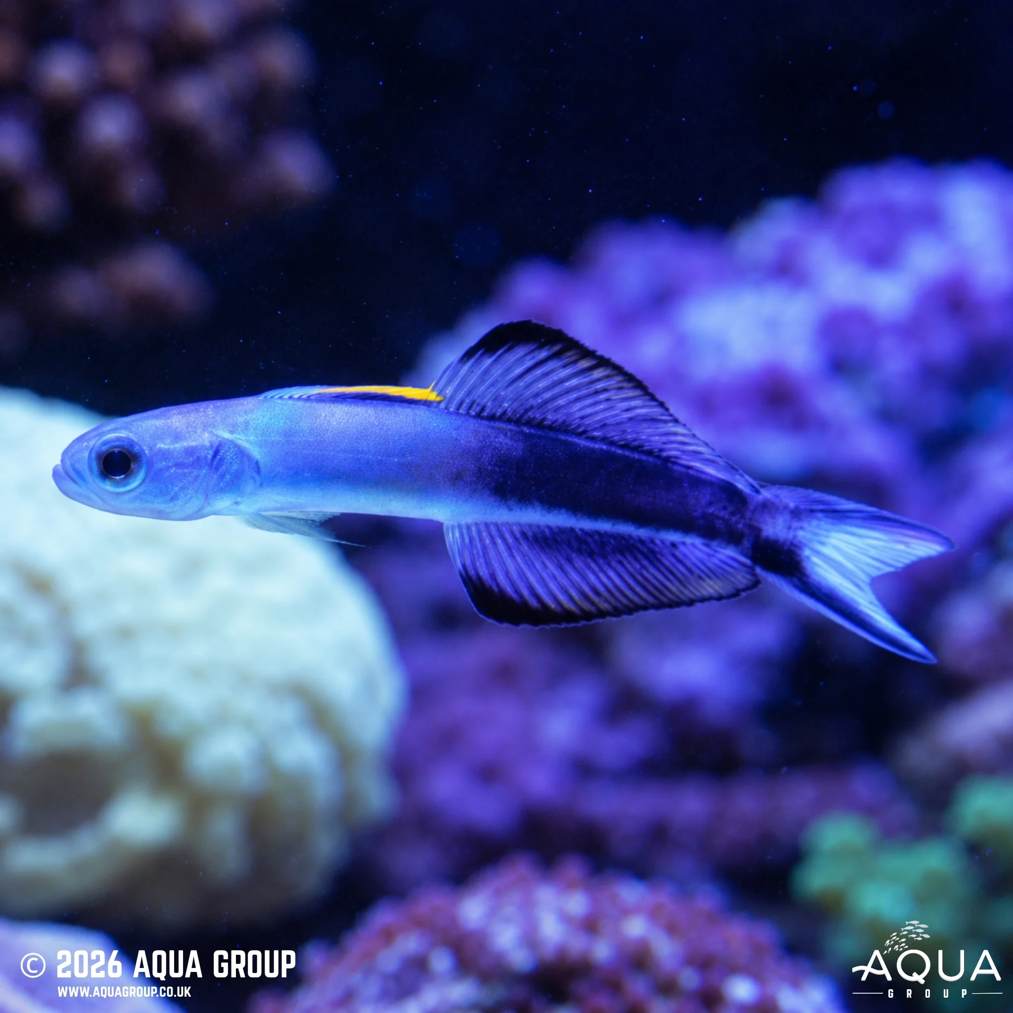 Torpedo Goby - Ptereleotris evides