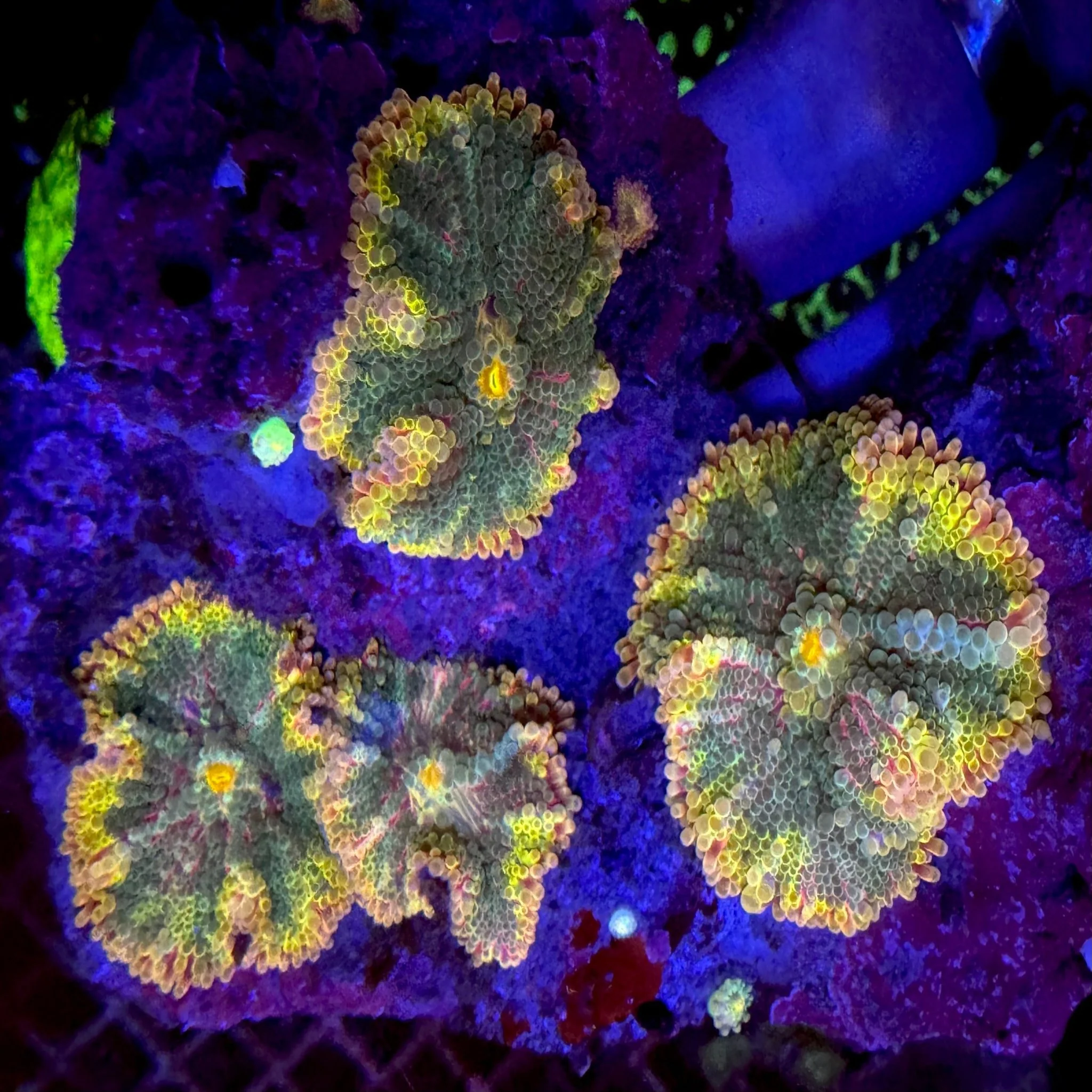 Rainbow Yuma Mushroom Frag