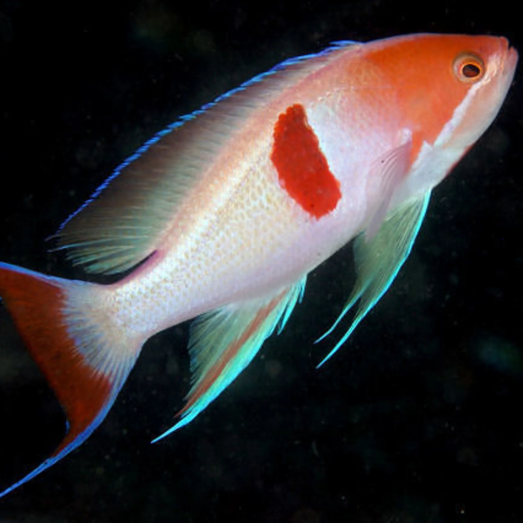 Tri Colour Anthias - [Pseudanthias rubrizonatus]