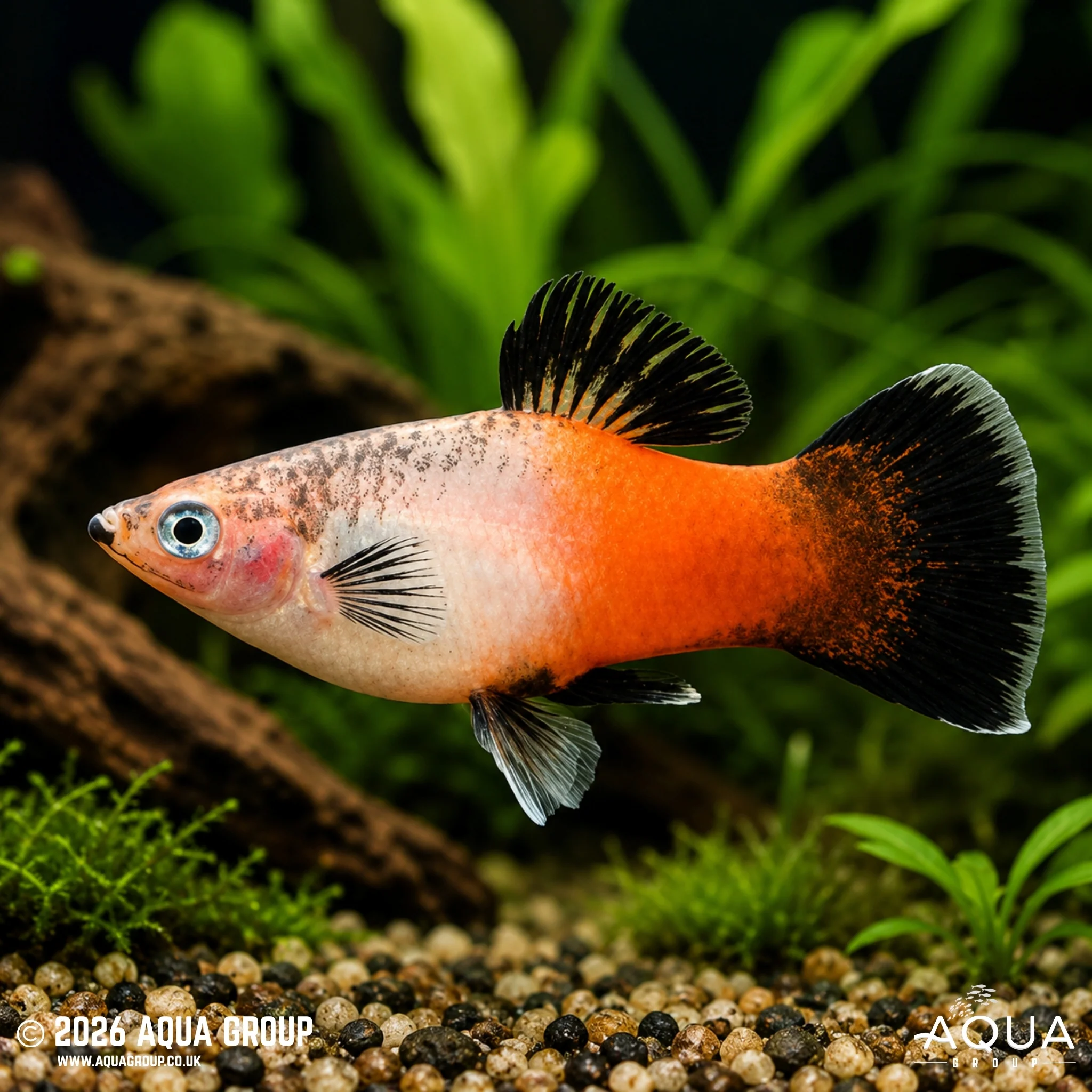Tricolour Hifin Platy - Xiphophorus maculatus