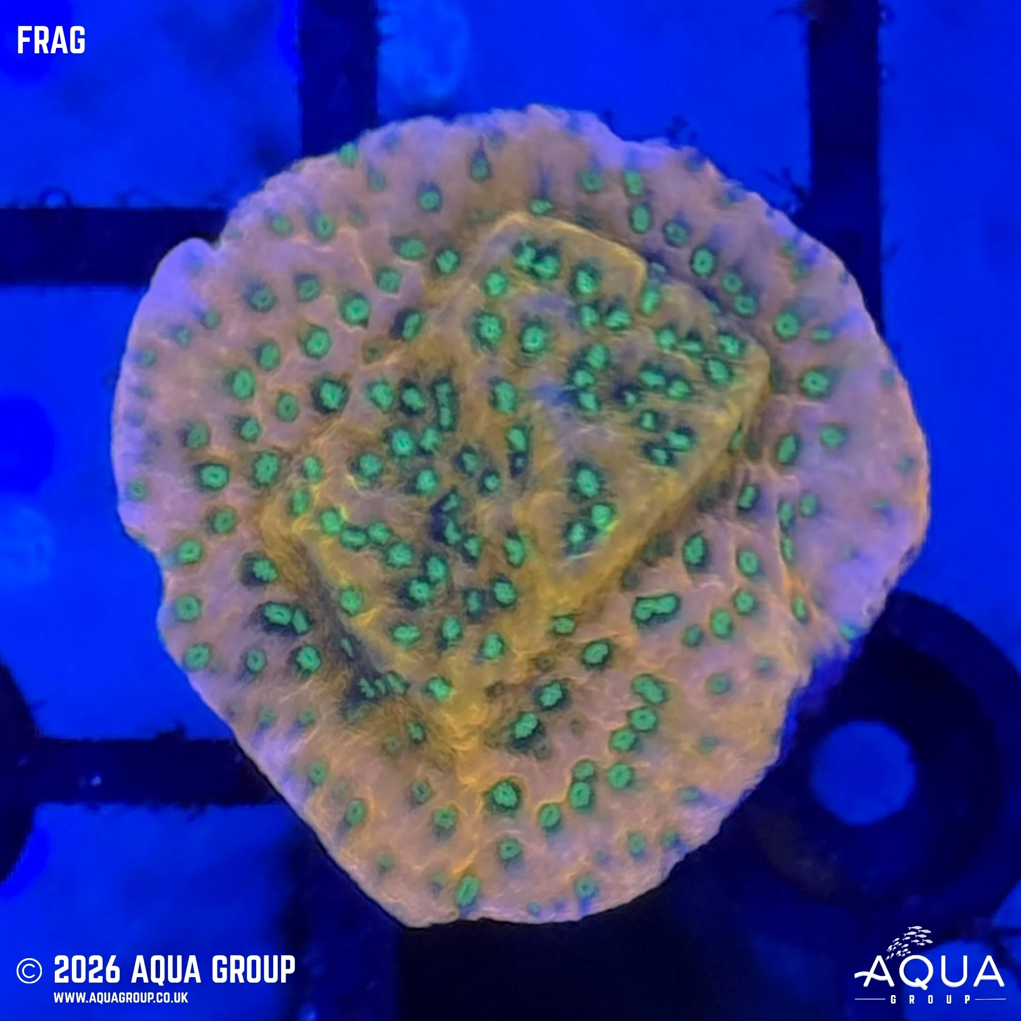 Tropic Thunder Montipora - Montipora sp.