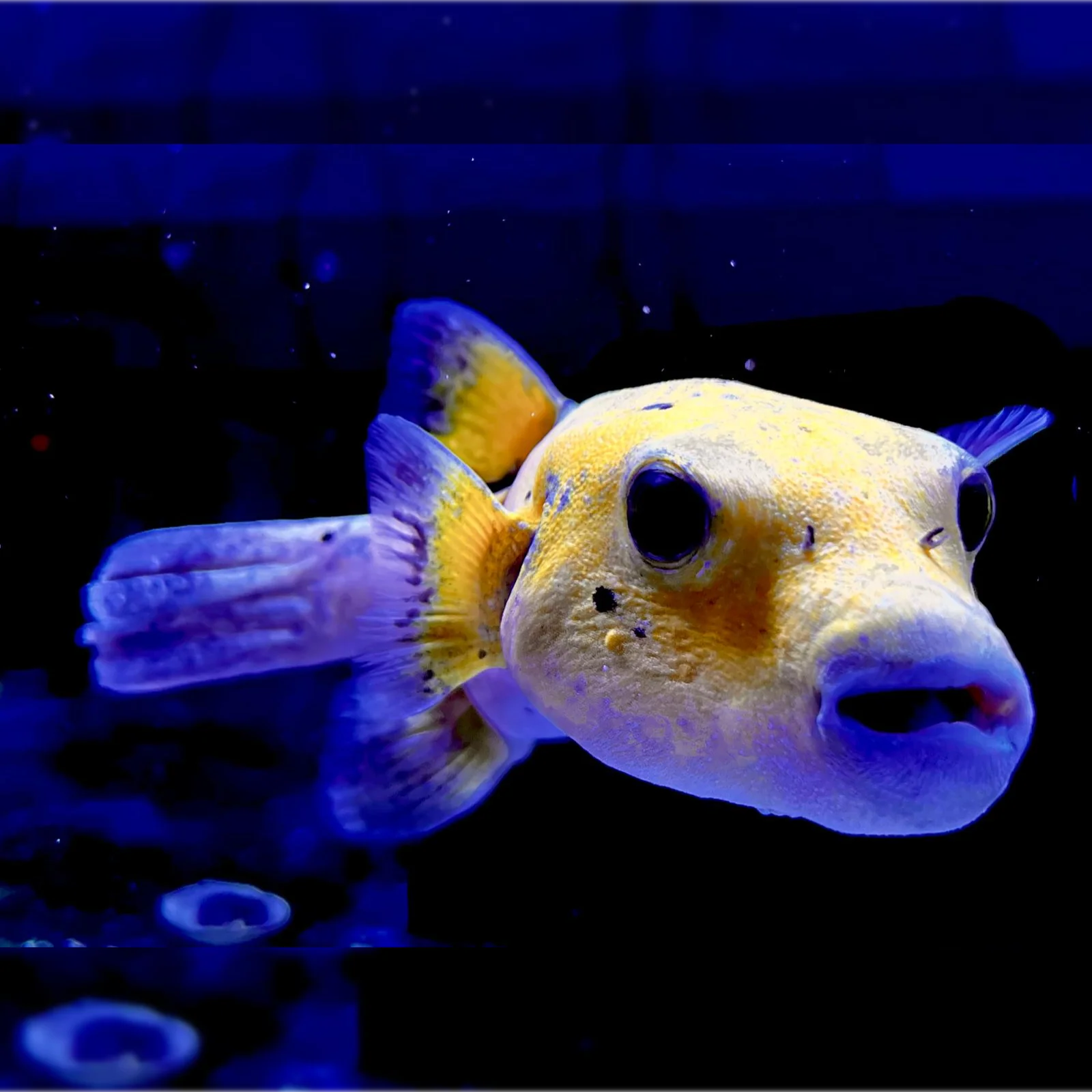 True Golden Puffer