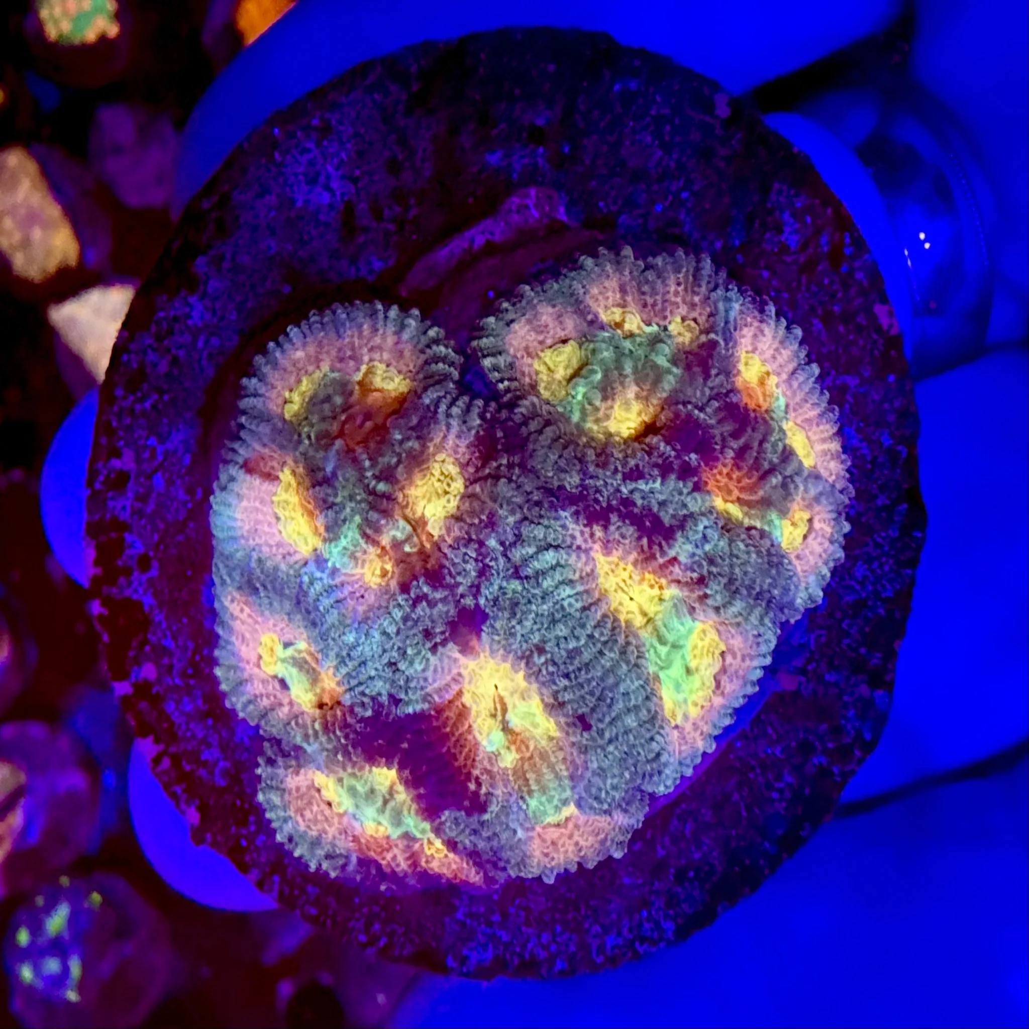 Tuity Fruity Favia