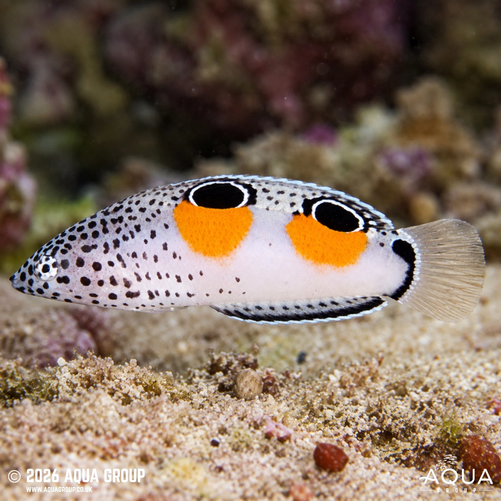 Clown Coris Wrasse - Coris aygula