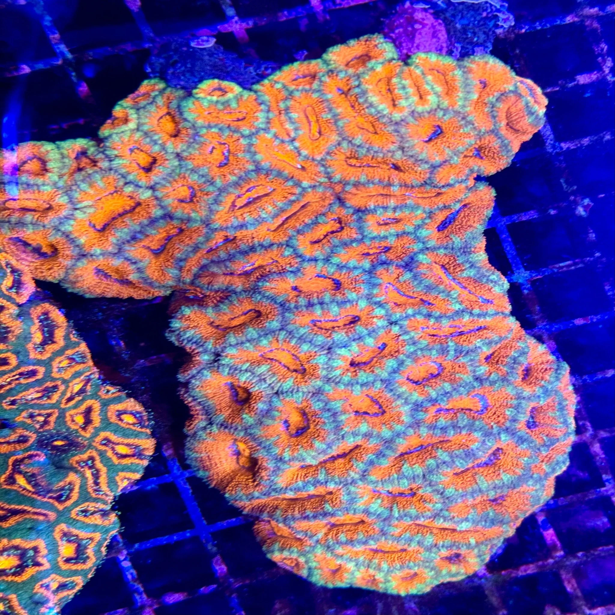 Ultra Acanthastrea lord
