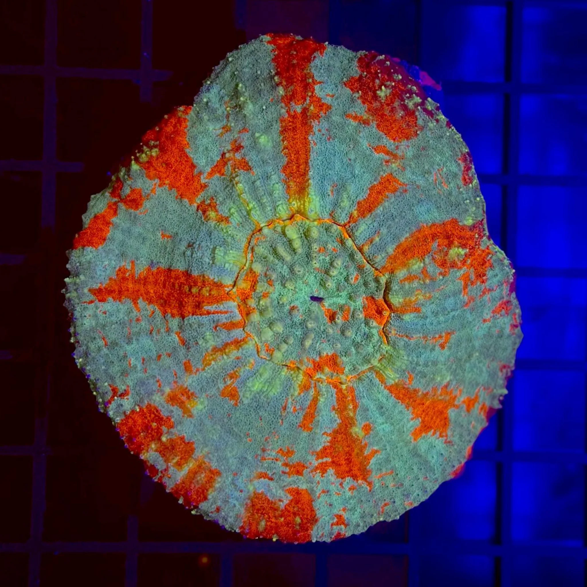 Red & Blue Wagon Wheel Parascolymia