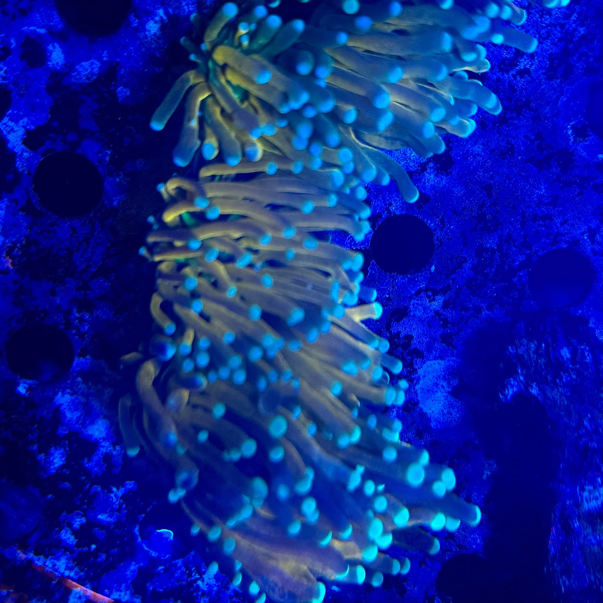 Ultra Tiger Torch
