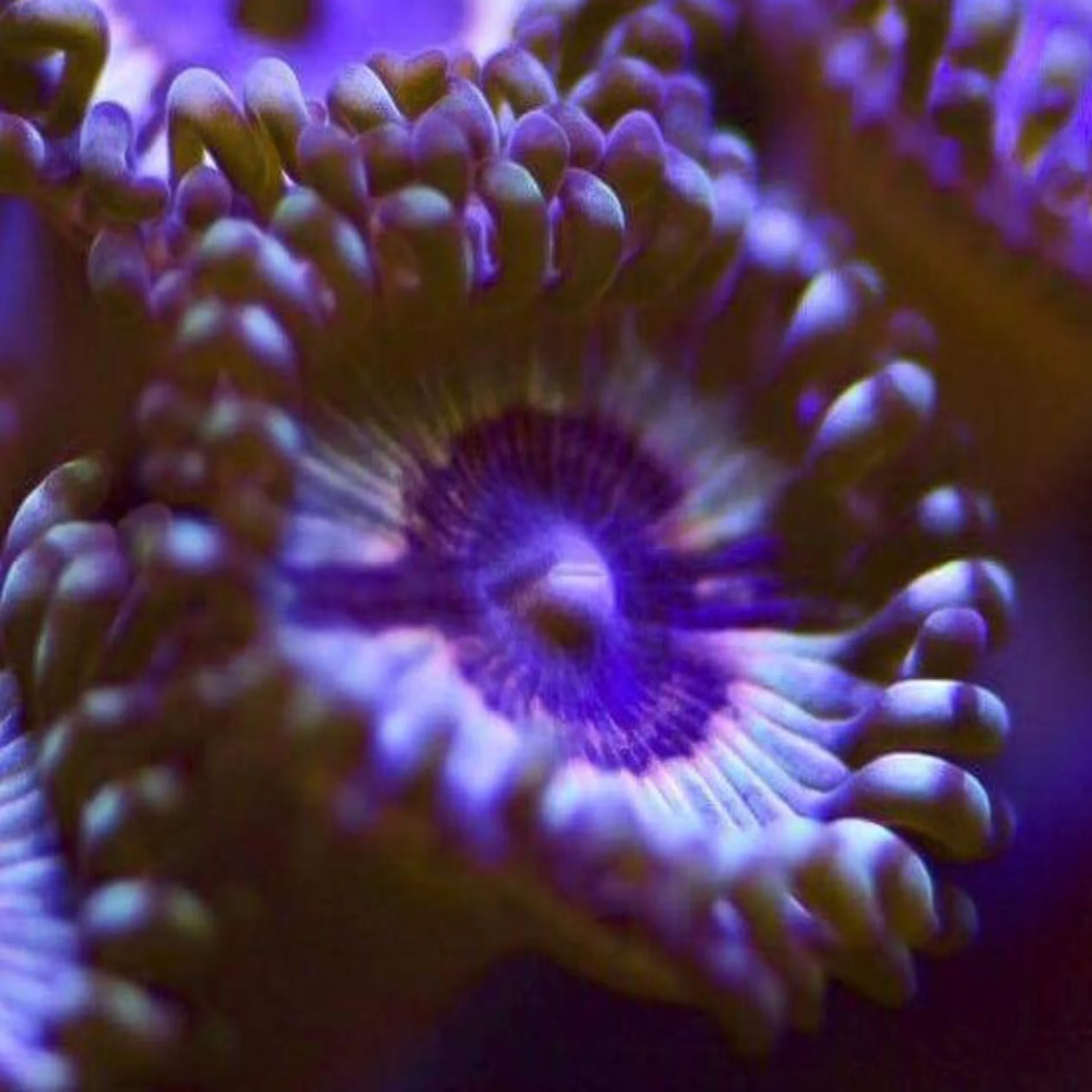Vampire In Drag Zoa