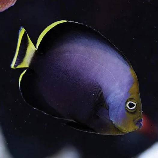 Velvet Angel - Chaetodontoplus melanosoma