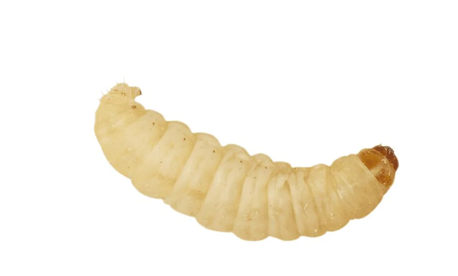 Waxworms 15g (on egg-pack) pre-pack