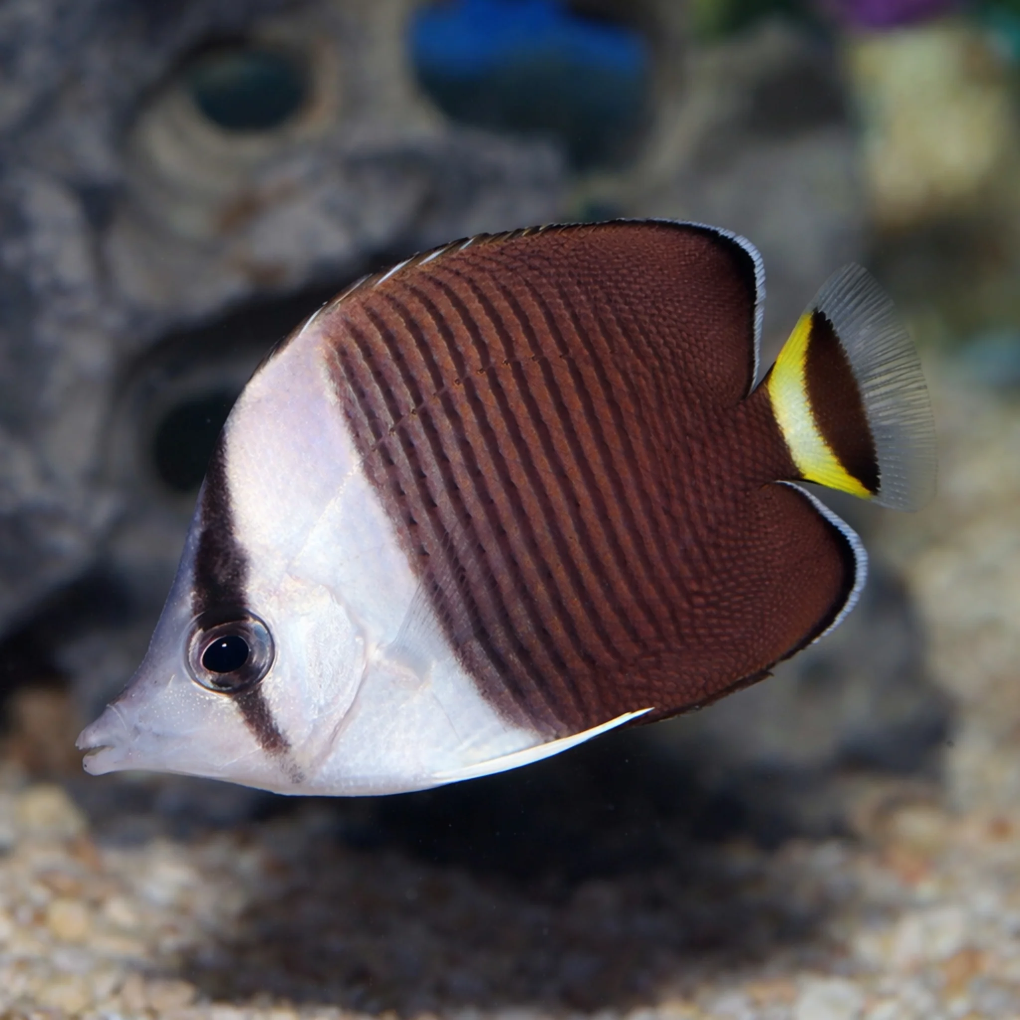 White Face Butterflyfish [Chaetodon mesoleucus]