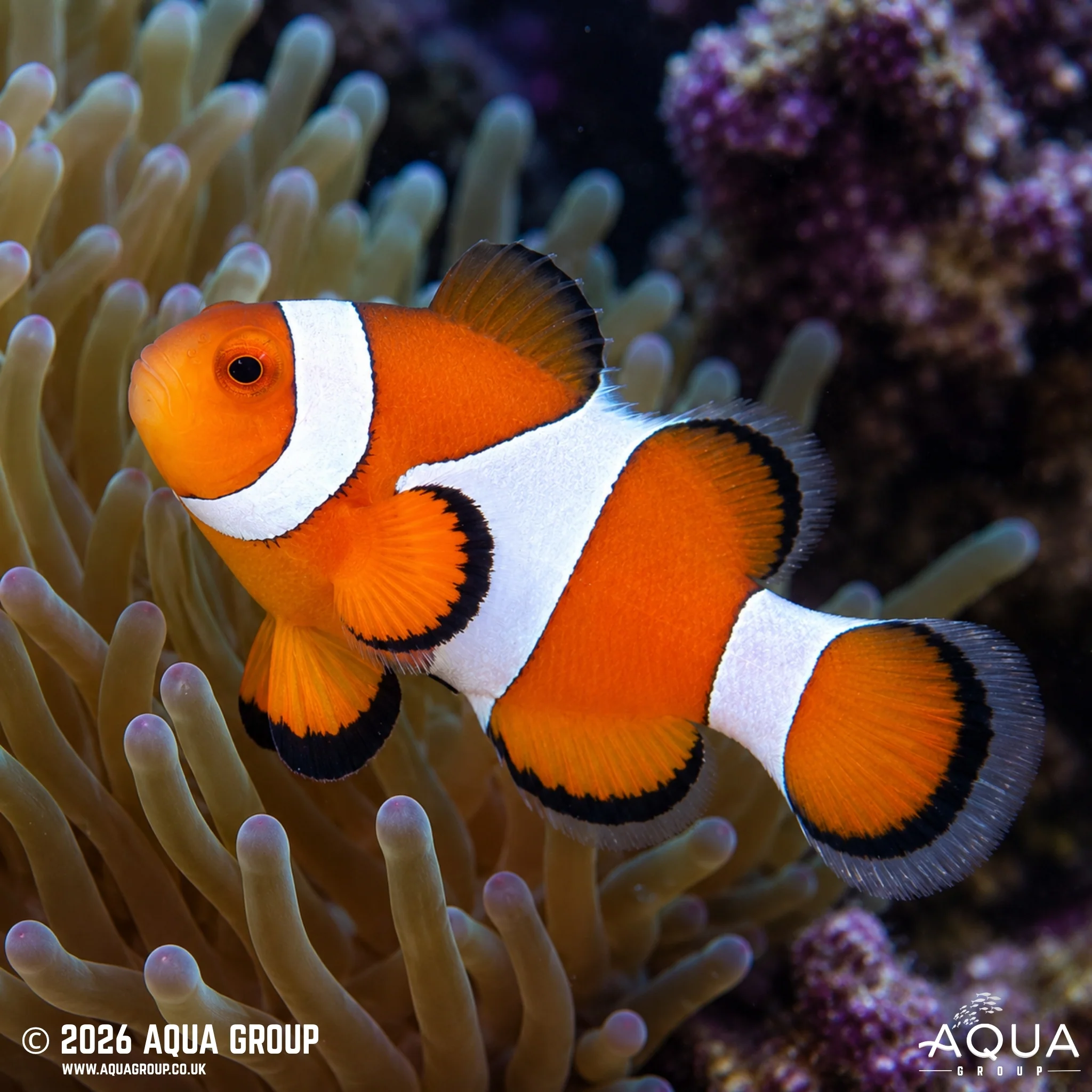WC Percula Clownfish - Amphiprion percula