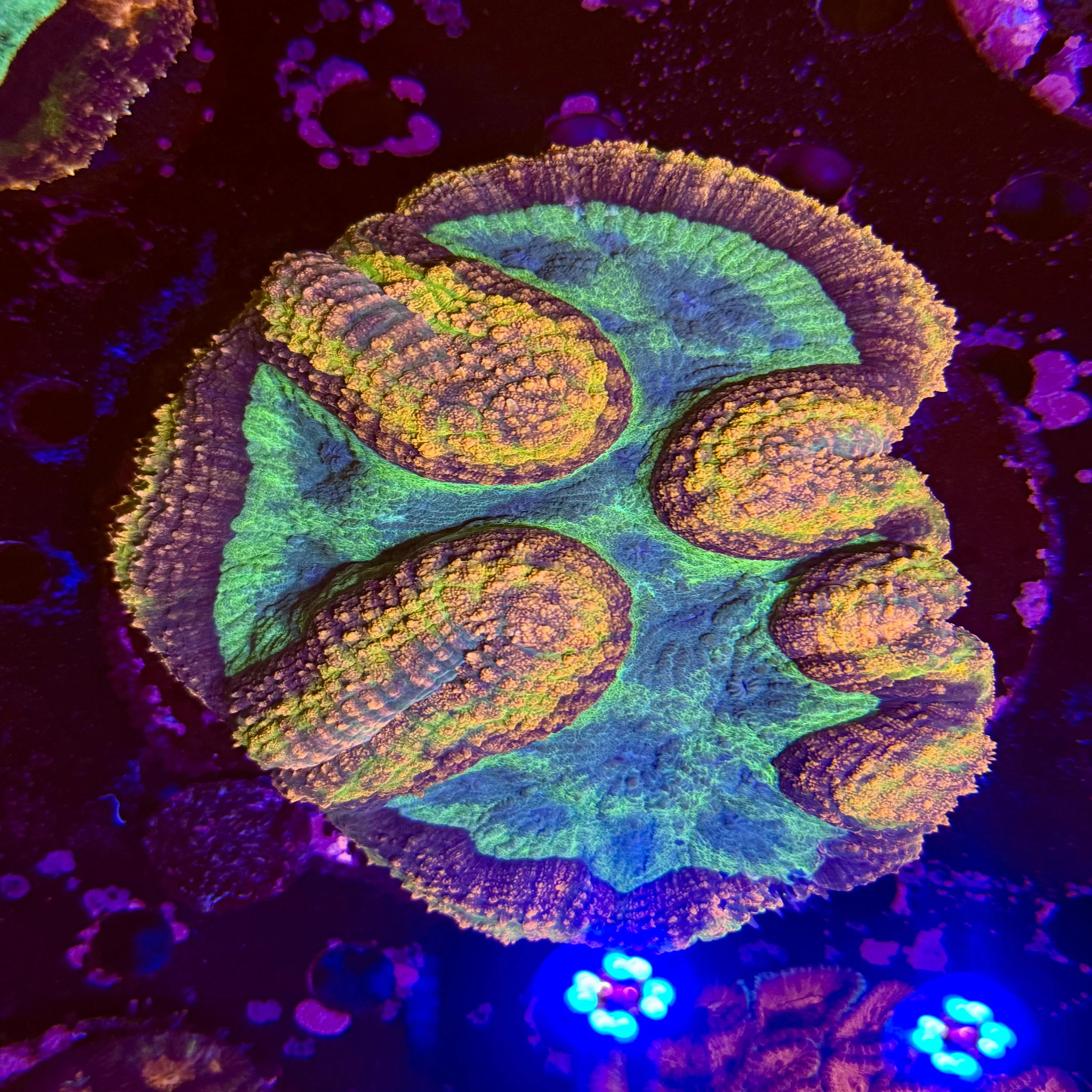 XXL Rainbow Symphyllia