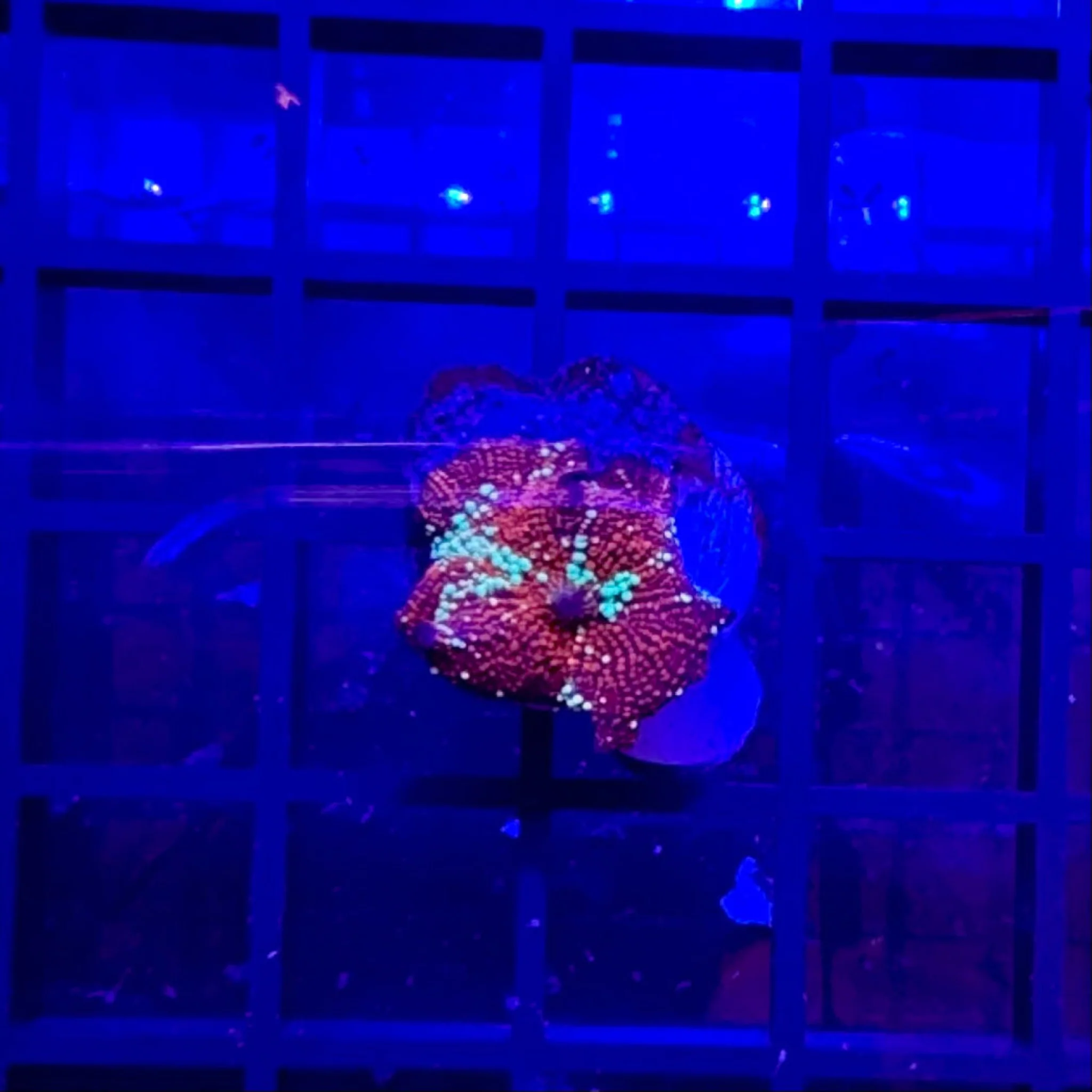 Yellow Striped Red Mushroom Coral