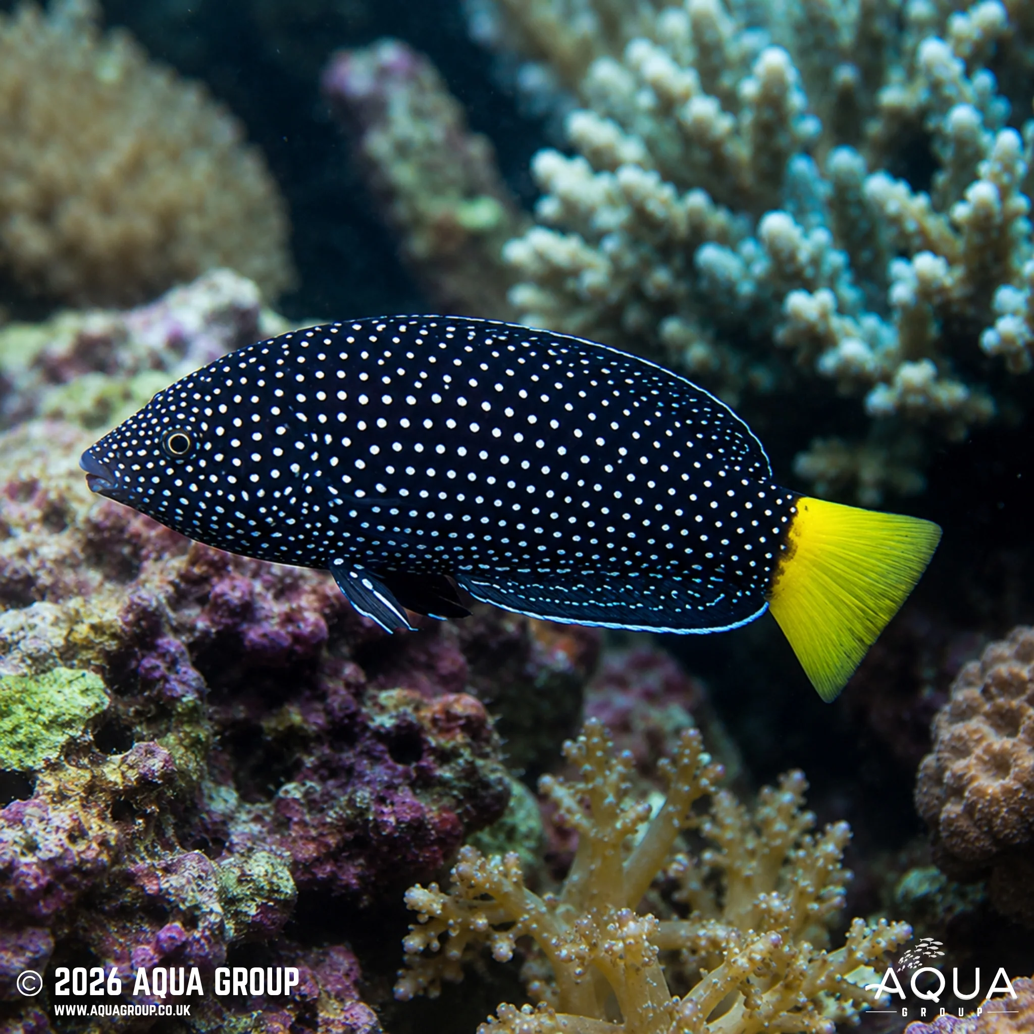 Yellow Tail Tamarin Wrasse - Anampses meleagrides